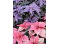 Purple pink poinsettia